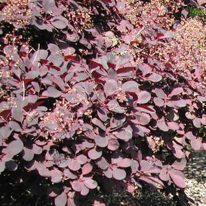 Smoke Bush 'Royal Purple'