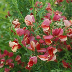 Scotch Broom 'Burkwoodii'