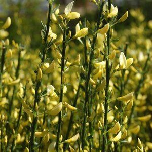 Scotch Broom 'Moonlight'