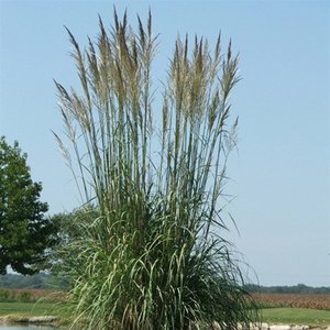 Grass Hardy Pampas