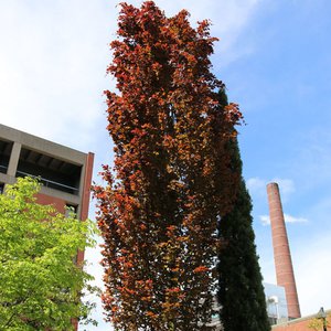 Beech European 'Red Obelisk'