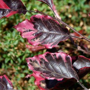 Beech European 'Tricolor'
