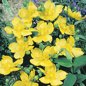 St. John's Wort 'Hidcote'