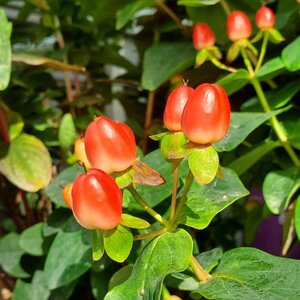 St. John's Wort 'Miracle Grandeur'®