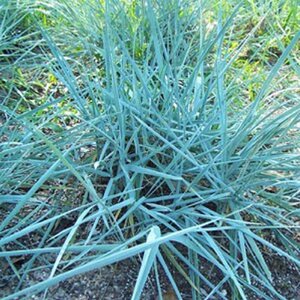 Grass Blue Dune