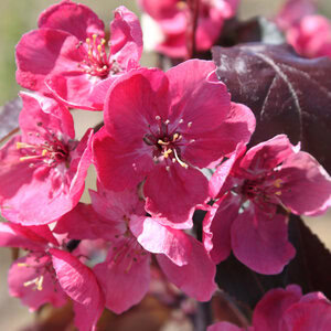 Crabapple Perfect Purple