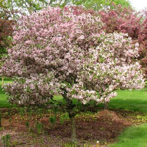 Crabapple 'Coralburst'®
