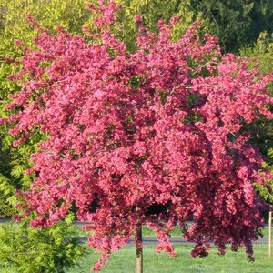 Crabapple Prairifire