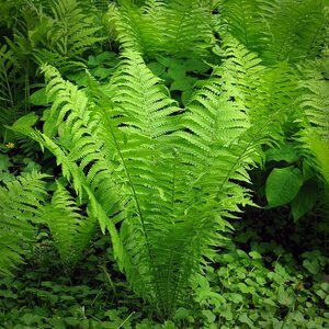 Fern Ostrich
