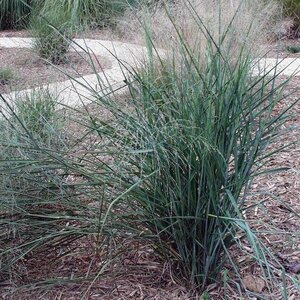 Grass Switch 'Northwind'