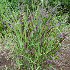 Grass Switch 'Shenandoah'
