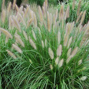 Grass Fountain 'Etouffee'™