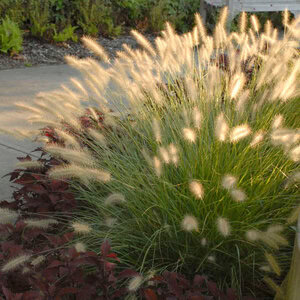 Grass Fountain 'Hameln'