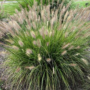 Grass Fountain 'Praline'™