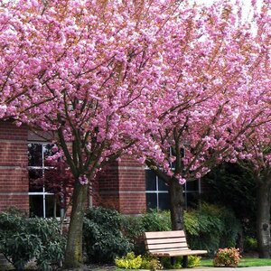 Cherry 'Kwanzan'