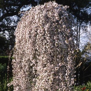 Cherry Snow Fountain®