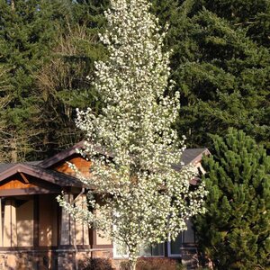 Pear 'Chanticleer'