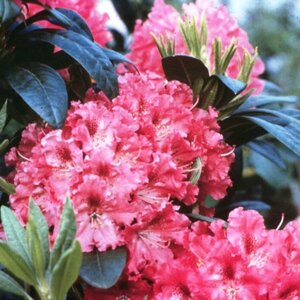 Rhododendron 'Holden'