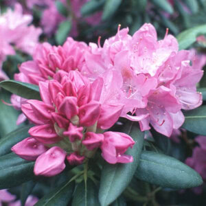 Rhododendron 'English Roseum'