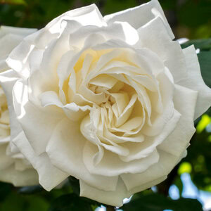 Rose Climber 'Cloud 10'™ (white)