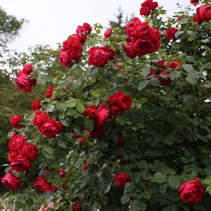 Climbing Rose Arborose® Florentina