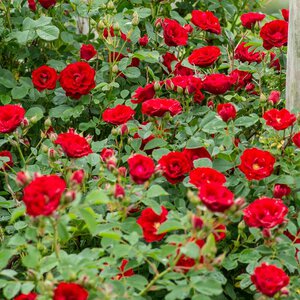 Rose Climber 'Cherry Frost'™ (repeat bloomer)