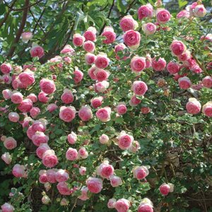 Rose Climber 'Eden'® (white/blush pink)