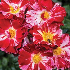 Rose Climber 'Fourth Of July'™ (red/white)