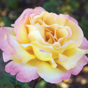 Rose 'Peace' (yellow/pink)