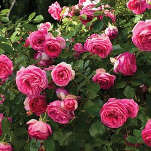 Rose Climber 'Pretty in Pink Eden'® (pink)