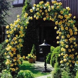 Rose Climber 'Royal Gold' (yellow)