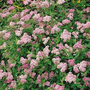 Spiraea 'Little Princess'