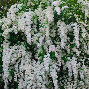 Spiraea  'Snowmound'