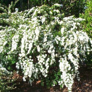 Spiraea 'Van Houttei'