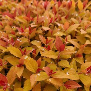 Spiraea 'Goldflame'