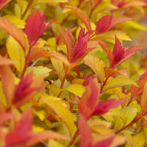 Spiraea 'Magic Carpet'