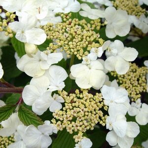 Viburnum 'Shasta'