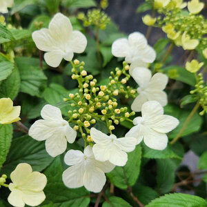 Viburnum 'Summer Snowflake'