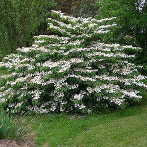 Viburnum 'Mariesii' Doublefile