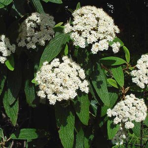 Viburnum 'Alleghany' (Leatherleaf)