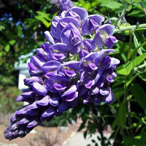 Wisteria 'Amethyst Falls'