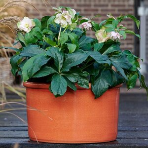 Hellebore ViV® Benedetta