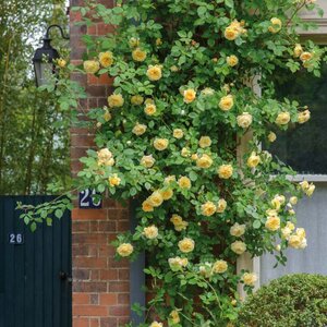 Climbing English Rose David Austin Teasing Georgia®