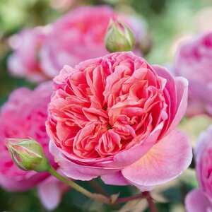 David Austin English Rose Boscobel®