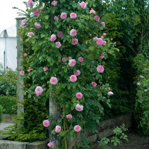 Climbing English Rose David Austin James Galway®