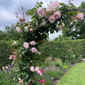 Climbing English Rose David Austin The Generous Gardener®