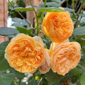 David Austin English Rose Bring Me Sunshine®