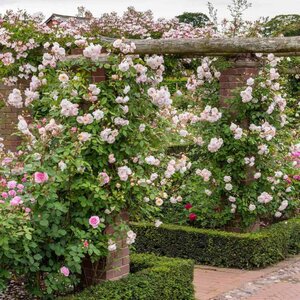 Climbing/Rambling English Rose David Austin The Lady of the Lake®
