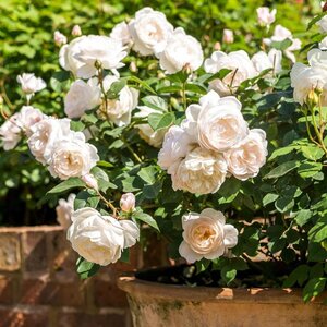 David Austin English Rose Desdemona®