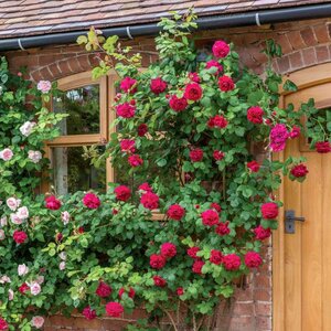 Climbing English Rose David Austin Tess of the d’Urbervilles®